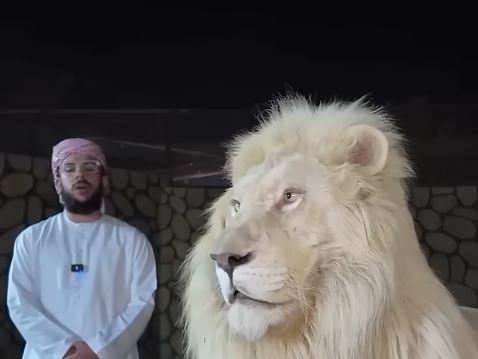 تركيز الأسد عند سماع القرآن